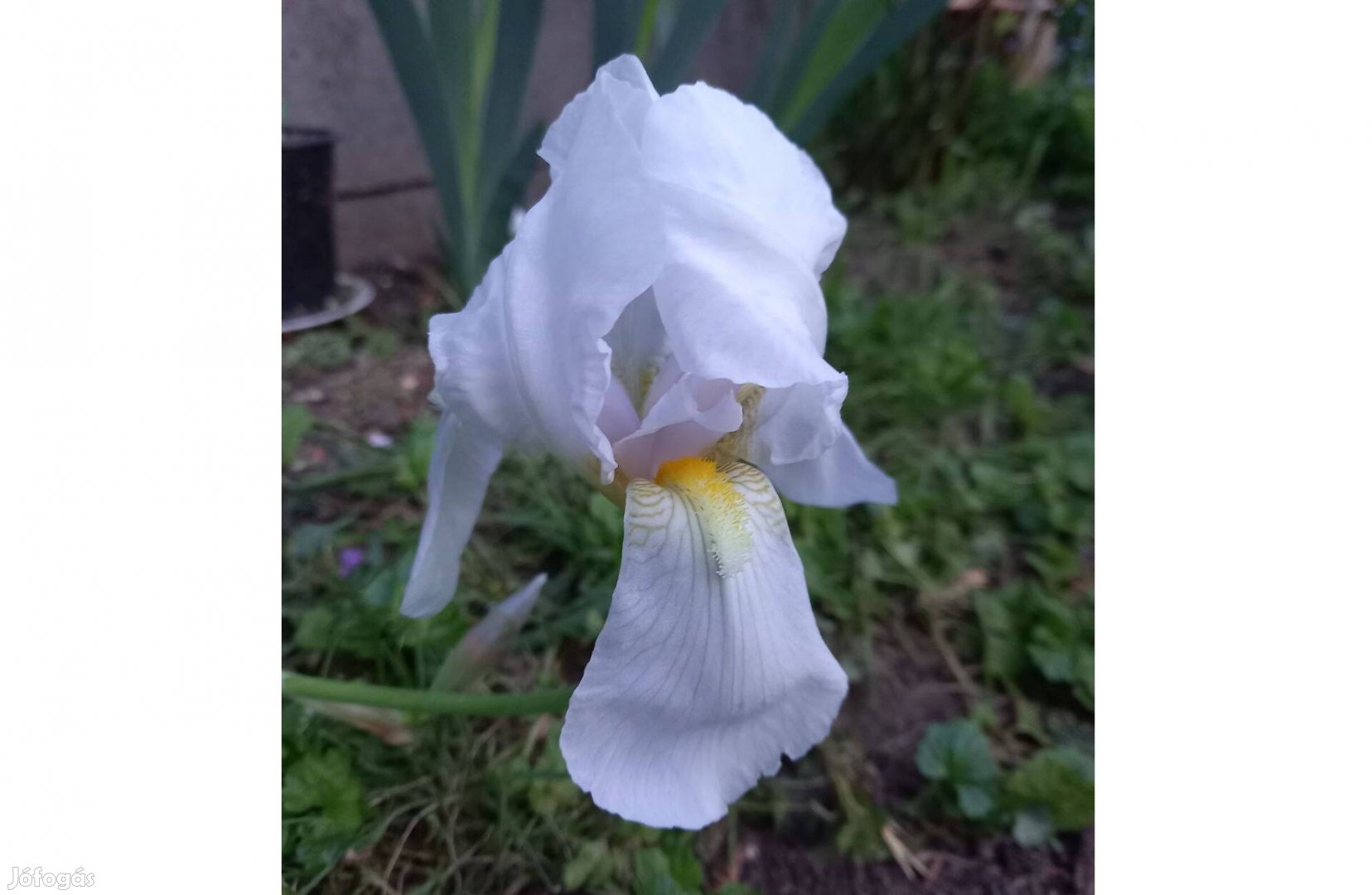 Írisz (iris, nőszirom) virág eladó