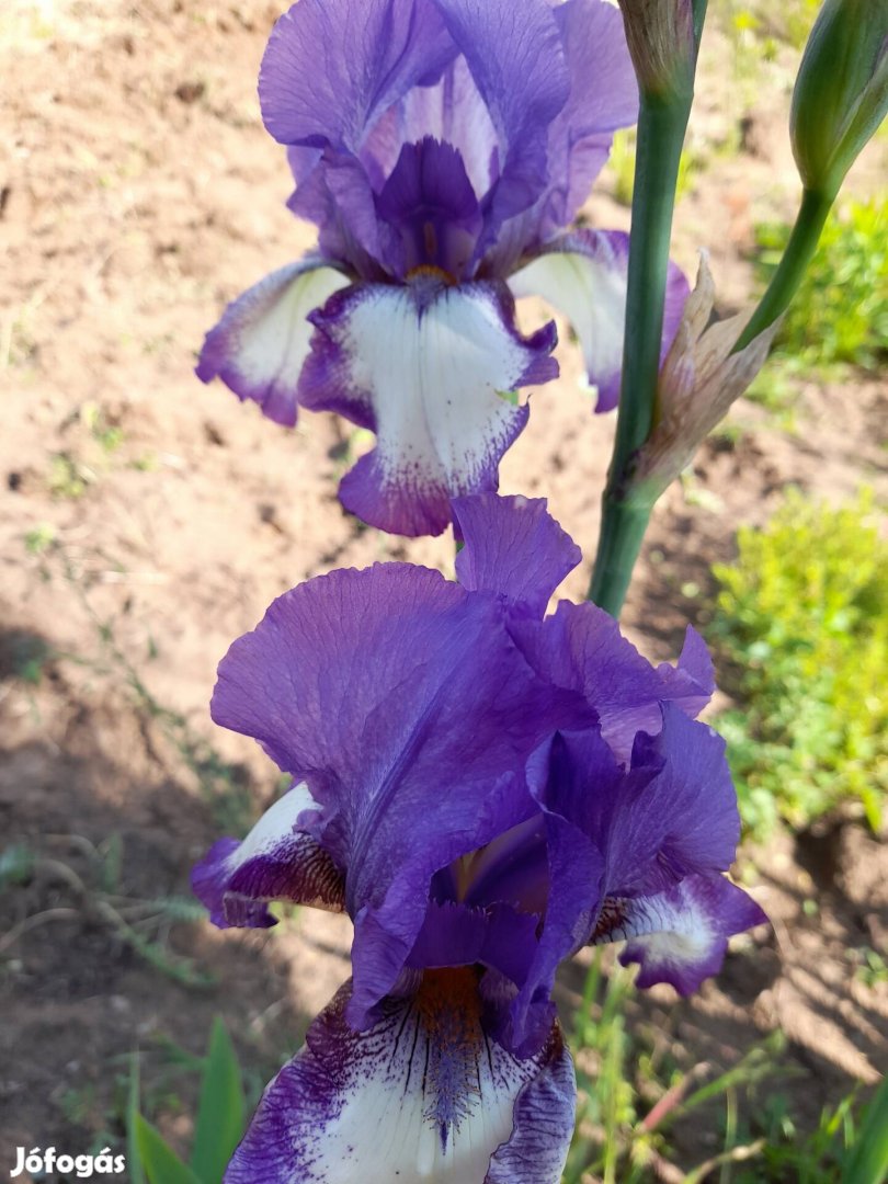 Irisz tövek vegyes színben.