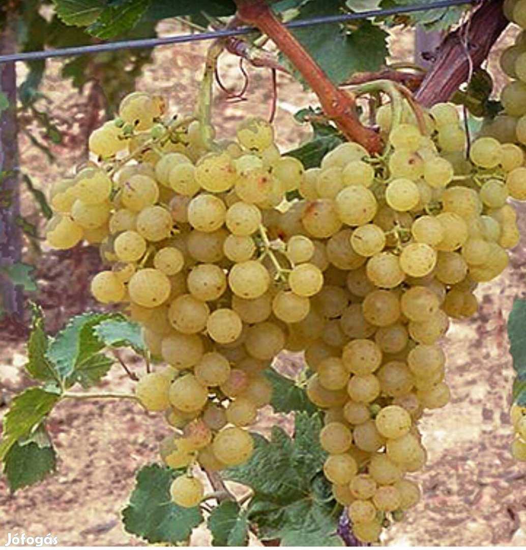 Irsai Olivér szőlőtermés 