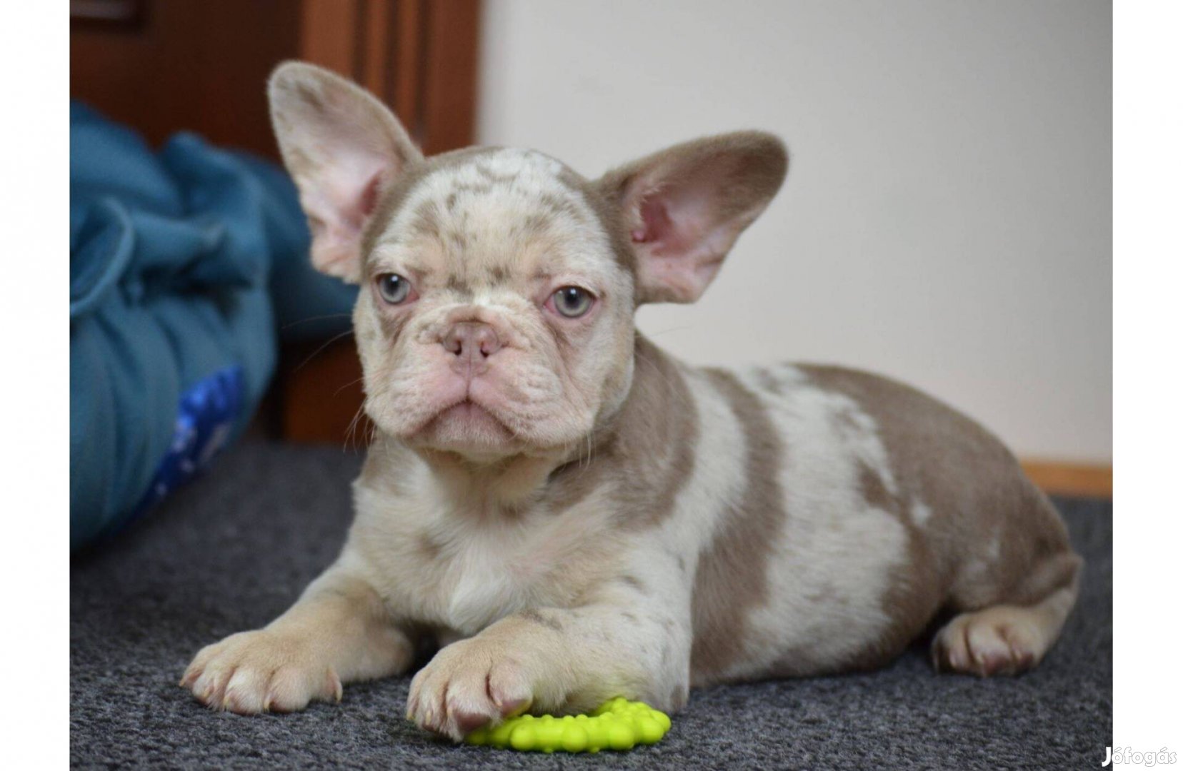 Isabella merle fiú francia bulldog