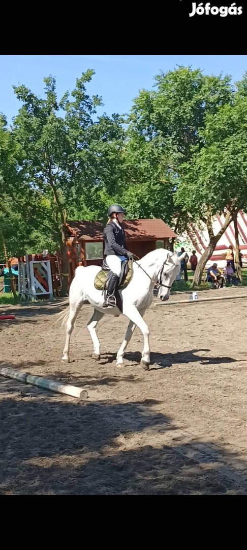 Iskolaló tisztaverű Lipicai kancánk 