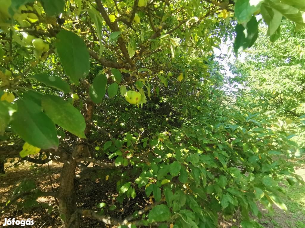 Iszkaszentgyörgyi eladó 808 nm-es telek