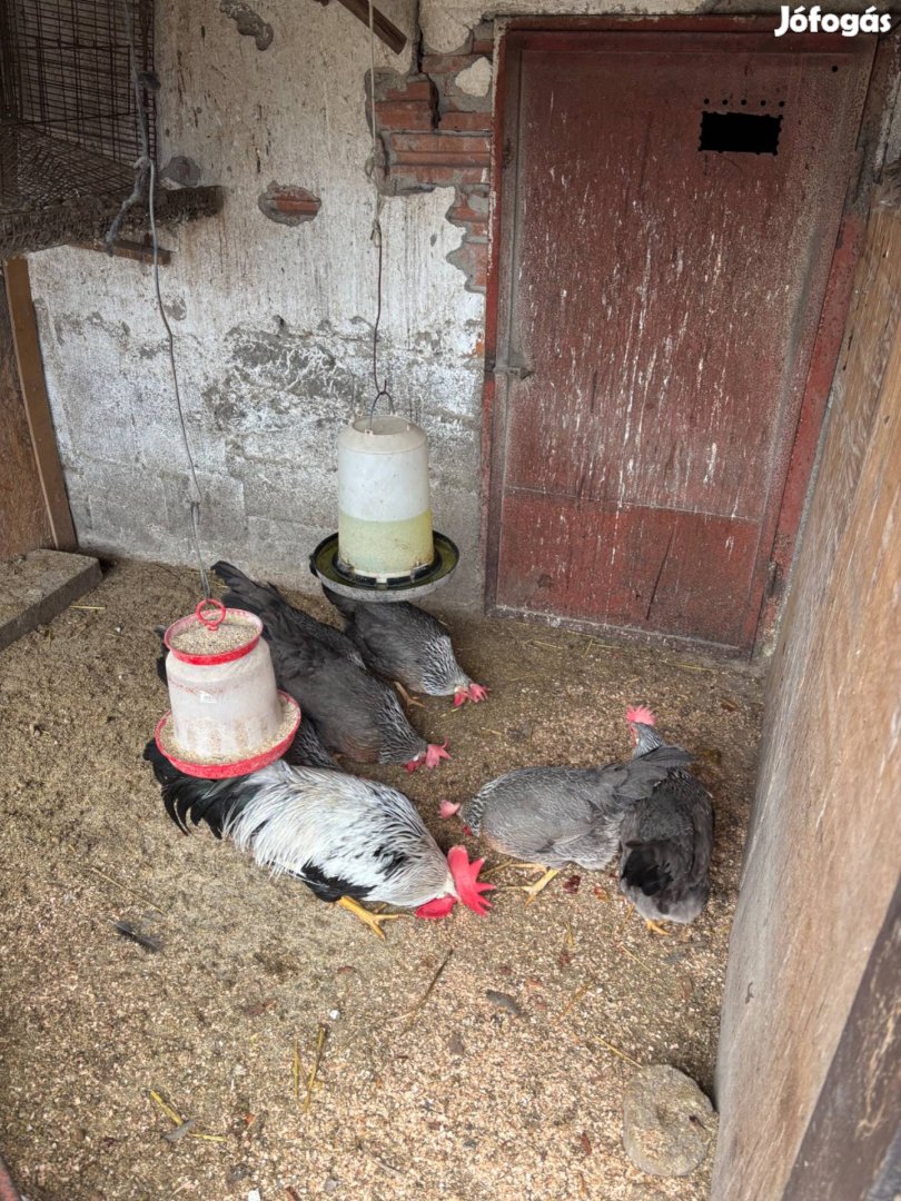 Itáliai tenyéssz tojás eladó