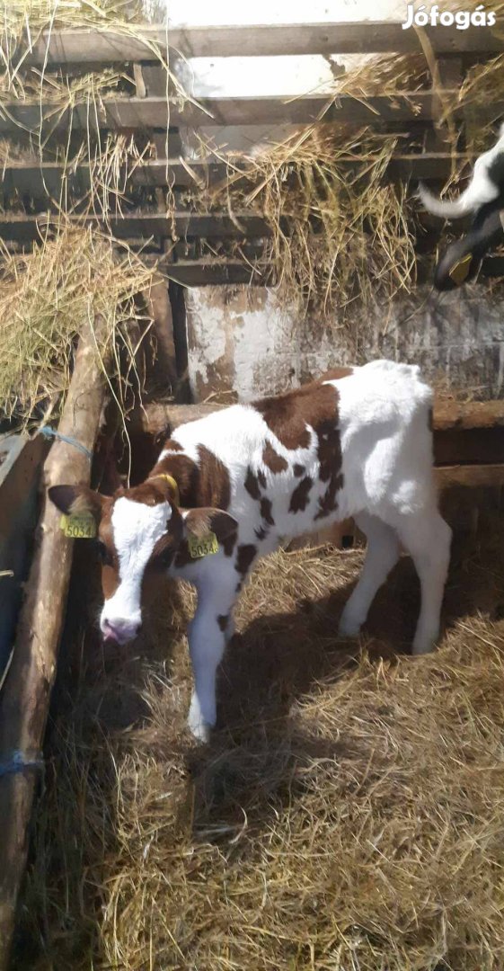 Itatós bika borjú eladó 