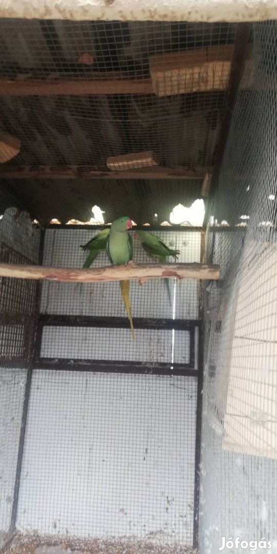 Ivarérett nagysándor papagáj és fiatal
