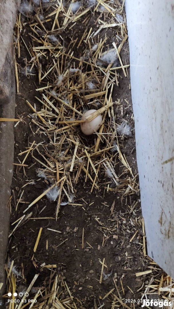 Ivaros néma kacsa tojás