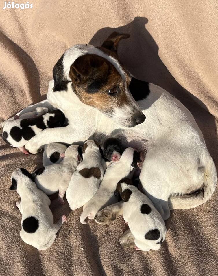 Jack Russel Terrier fajta jellegű kölyök kutyák ingyen vihetők 