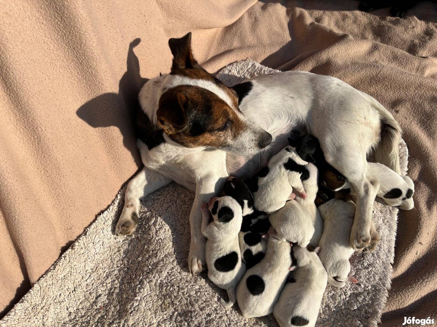 Jack Russel Terrier fajta jellegű kölyök kutyák ingyen vihetők 