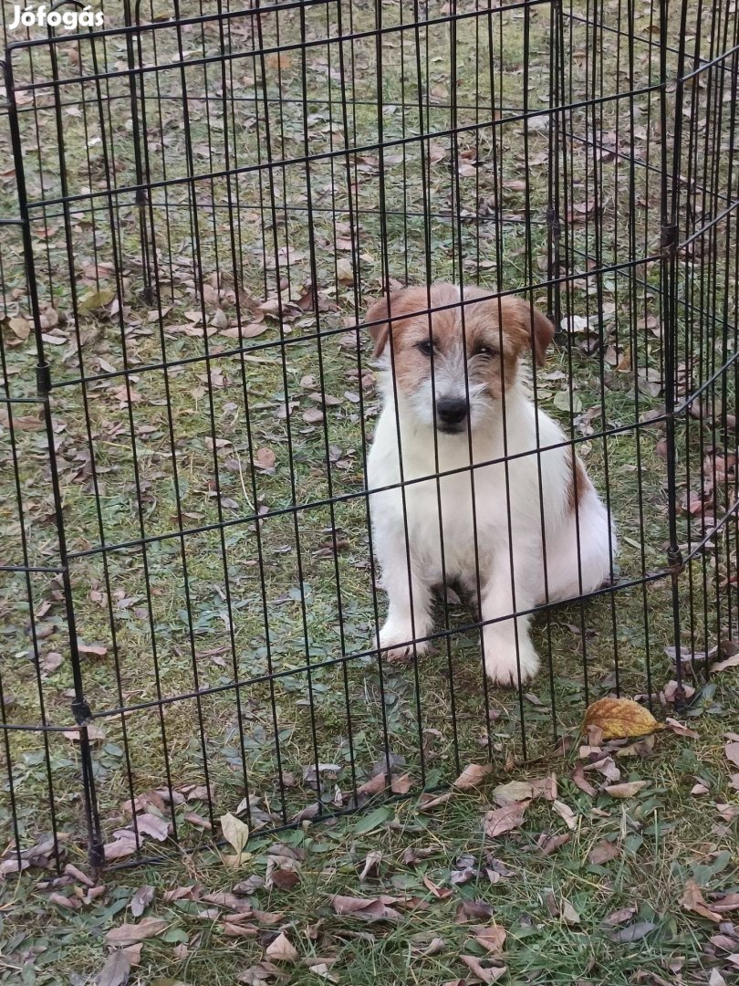 Jack Russel terrier fiú