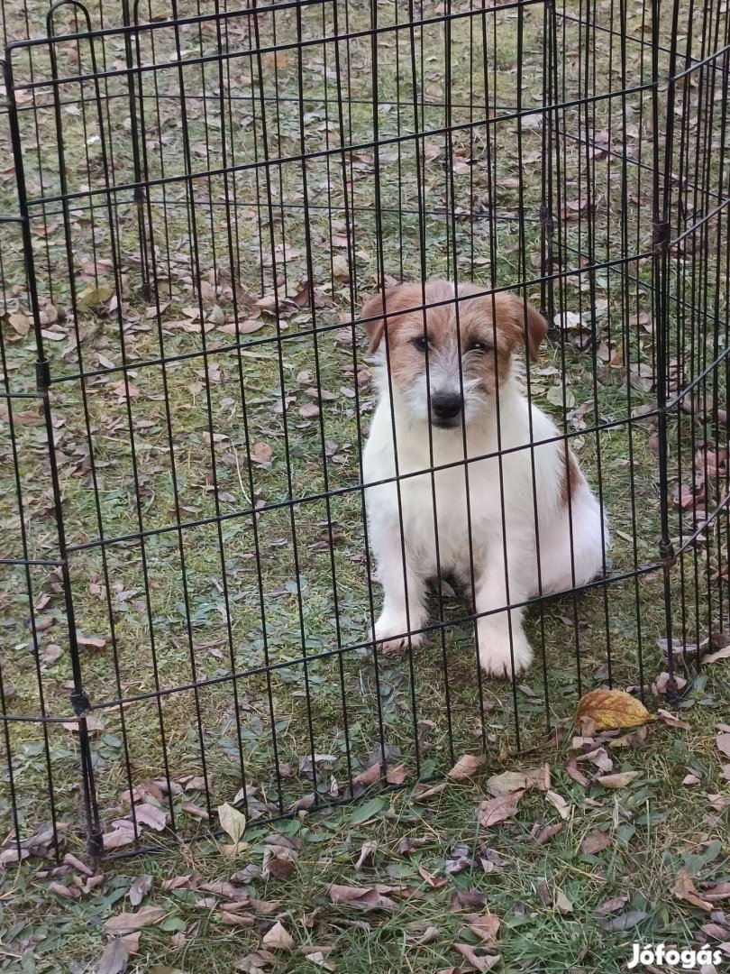 Jack Russel terrier növendék kan