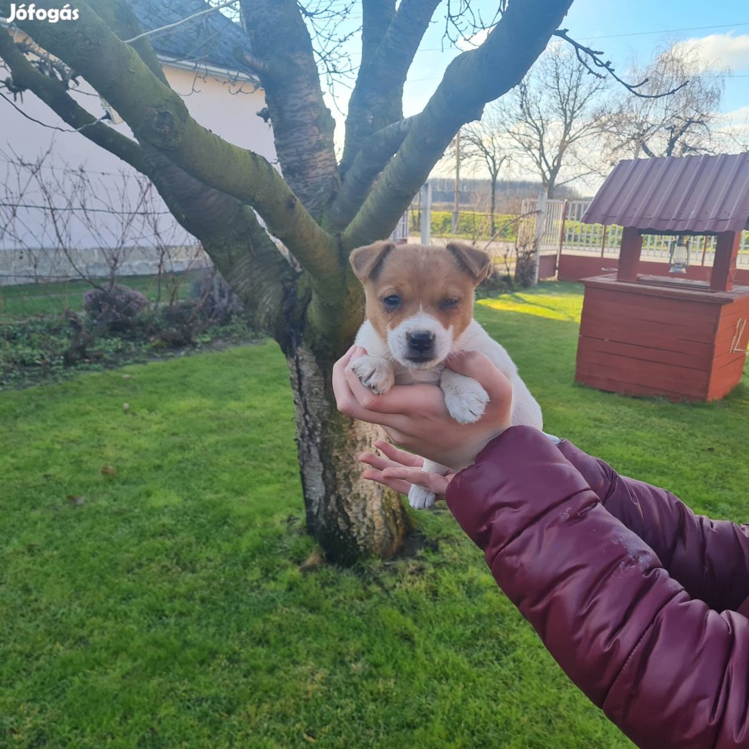 Jack Russell fajtiszta jellegű kiskutyák ingyen elvihetők