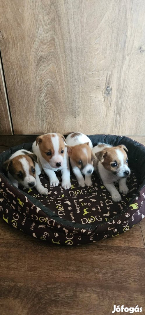 Jack Russell jellegű kiskutya ingyen elvihető