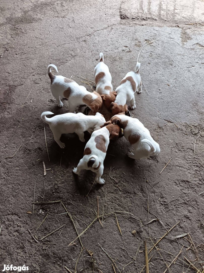 Jack Russell terrier fajtiszta jellegű