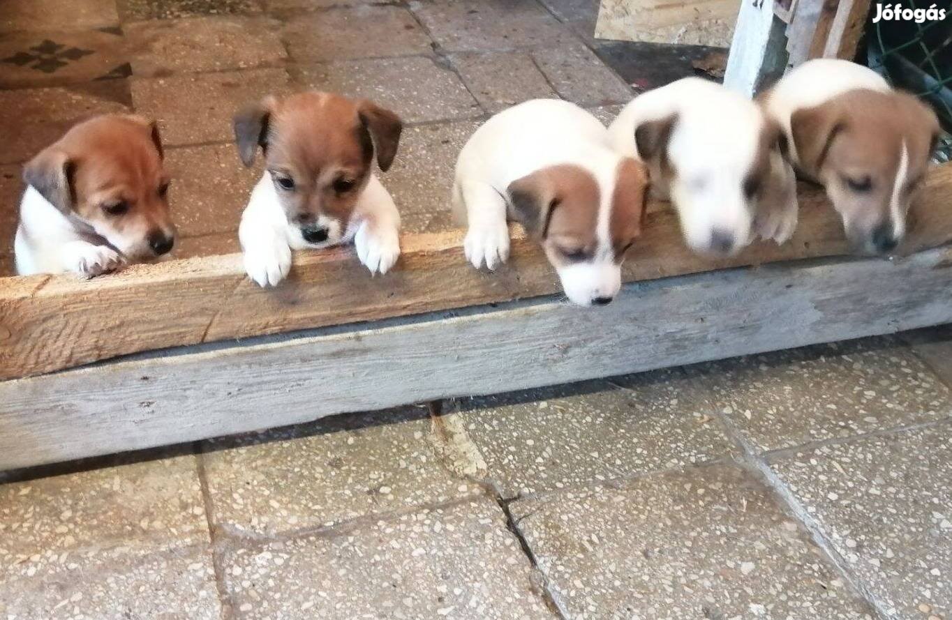 Jack Russzel terrier fajtatisztajellegű kiskutyák ingyen elvihetők