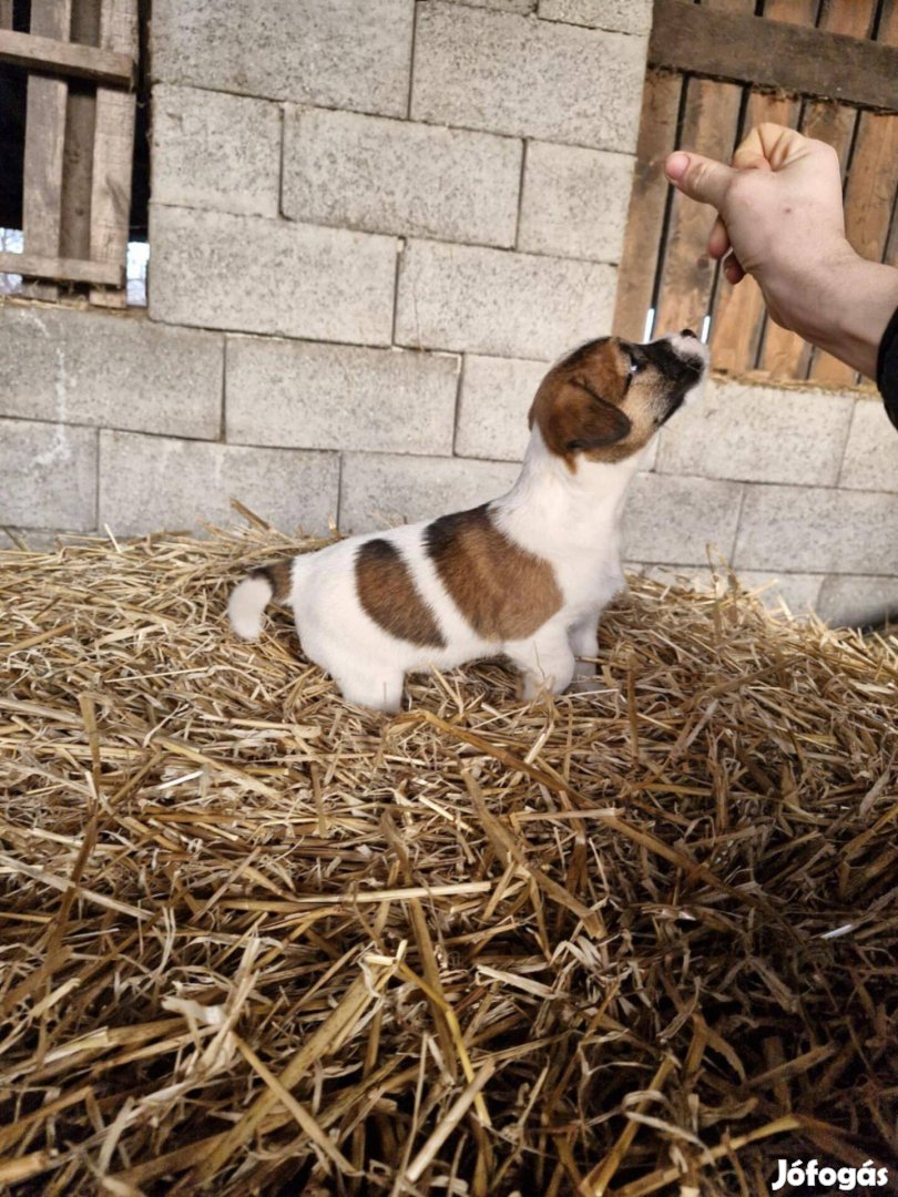 Jack russel fajta tiszta jelegü kiskutyák ingyen elvihetők