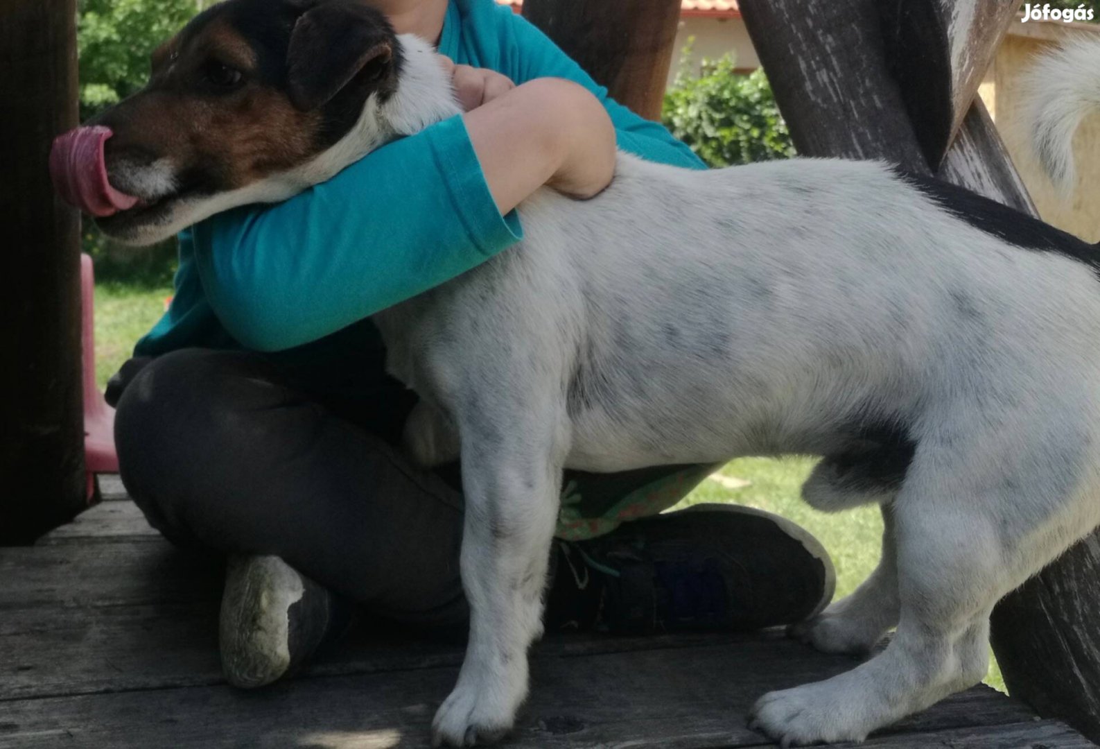 Jack russel ingyen elvihető