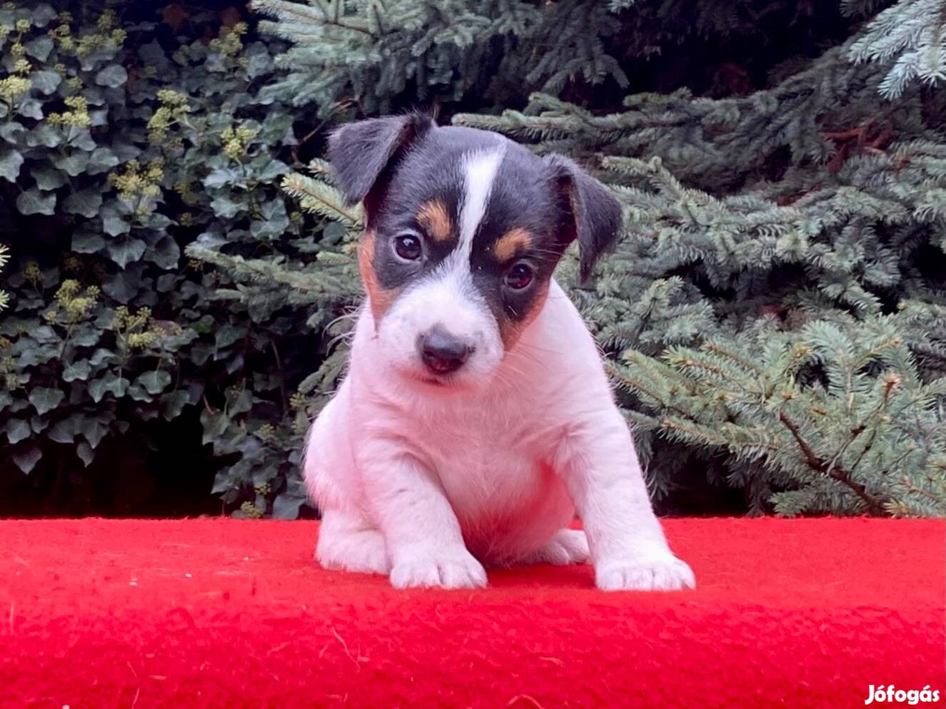 Jack russel terrier(russell)