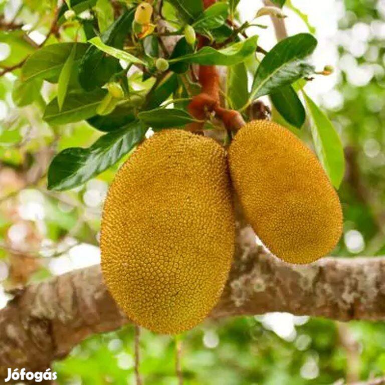 Jackfruit, jákafa (Artocarpus heterophyllus) növény eladó