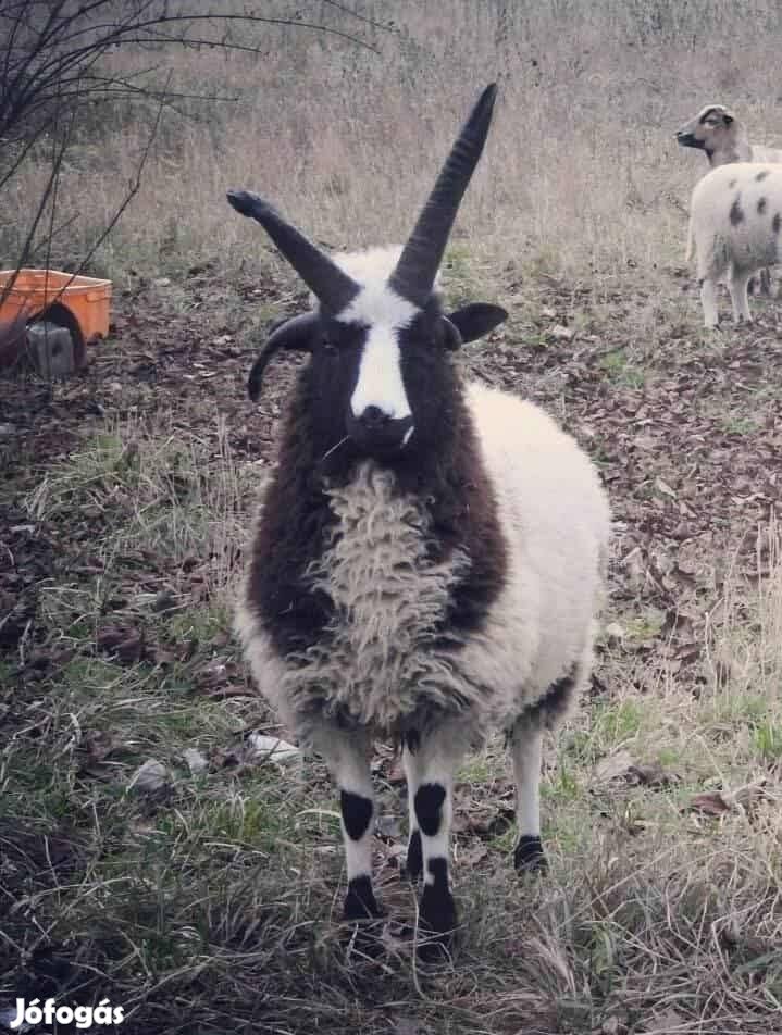 Jacob négyszarvú kosok