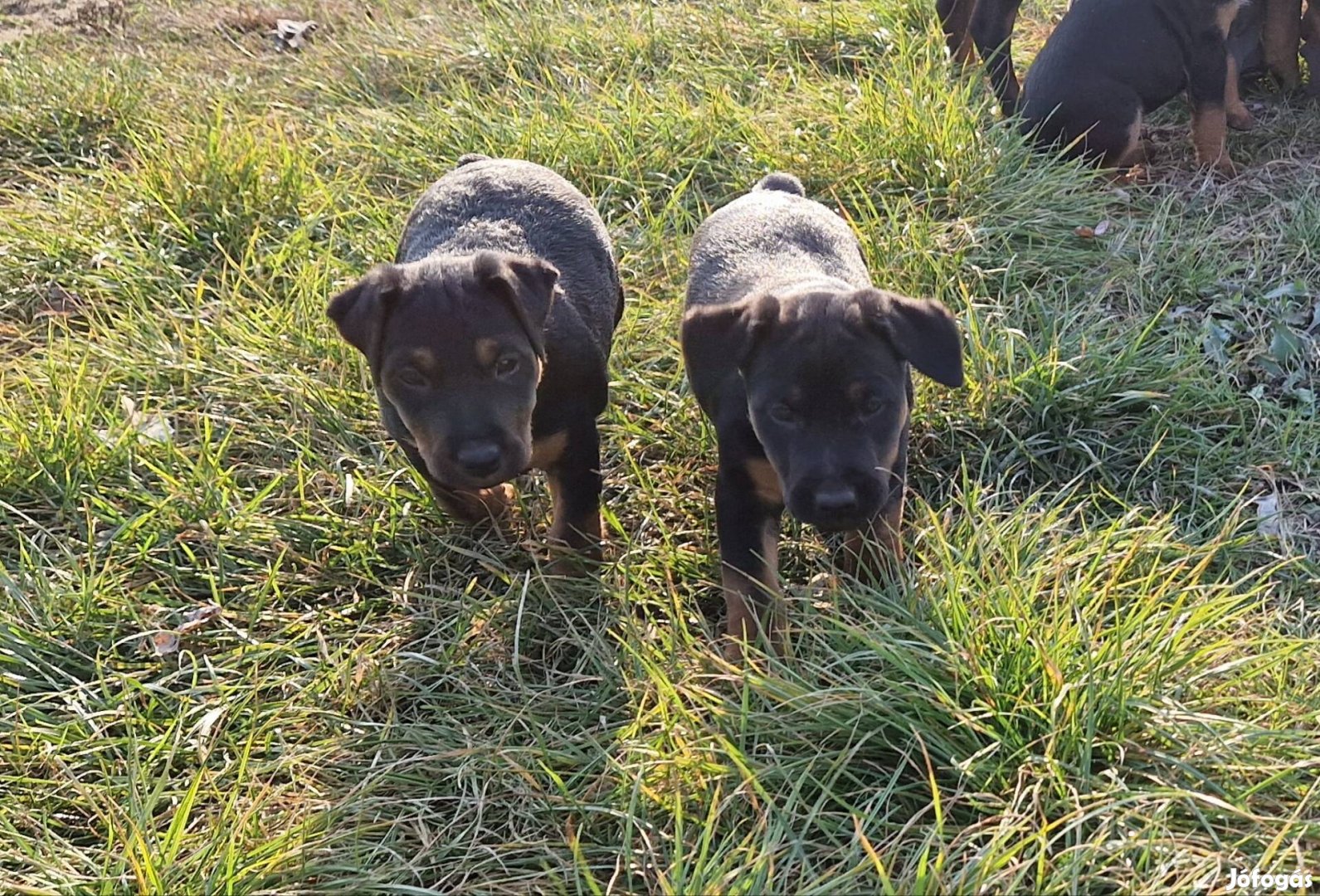 Jagd terrier jellegű kiskutyák ingyen elvihetőek 