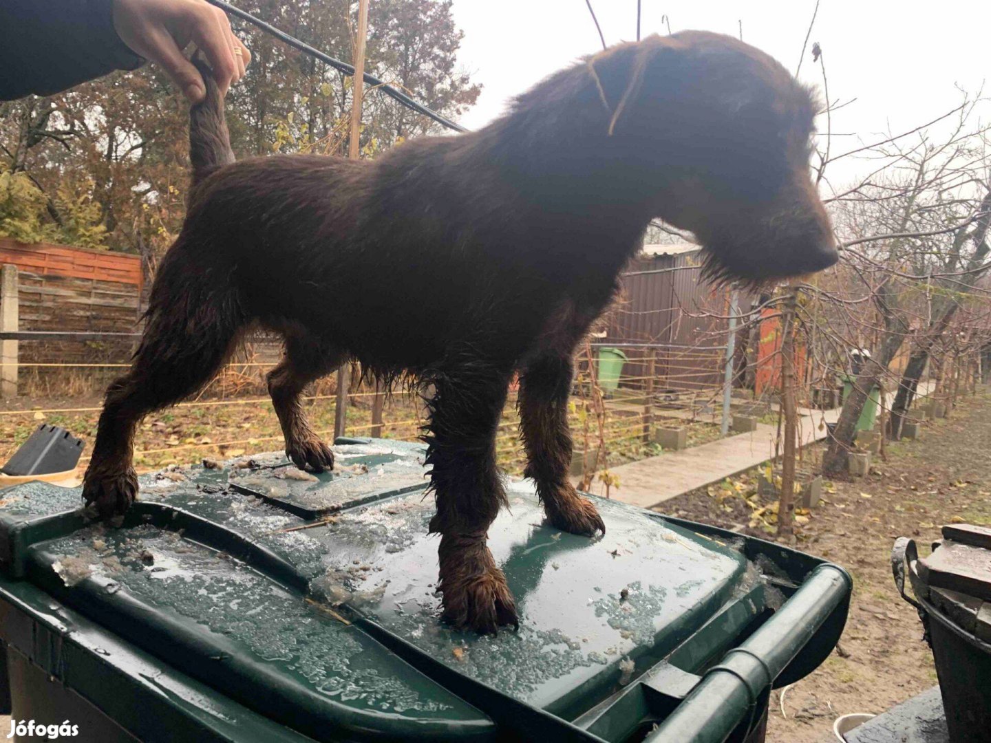 Jagdterrier 1,5 éves, jellegű