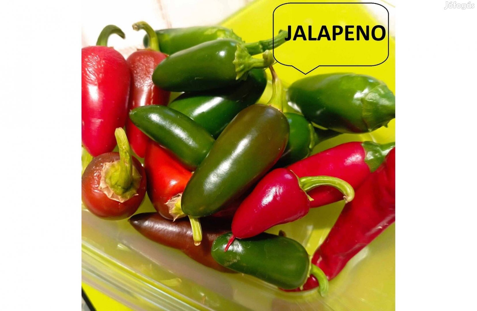 Jalapeno Chili MAG paradicsom, mocsári hibiszkusz, írisz,