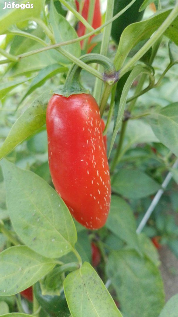 Jalapeno Chili paprika 