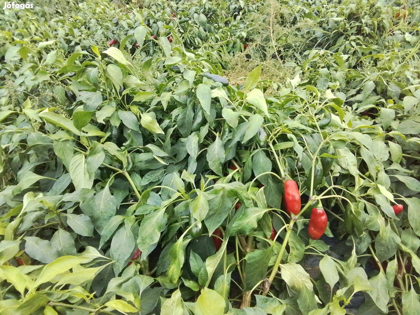 Jalapeno chili paprika