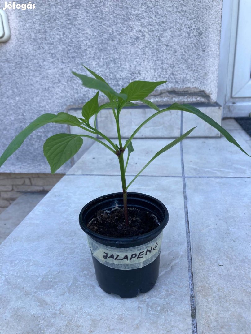 Jalapeno és padron paprika palanta