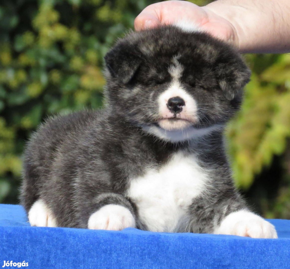 Japán Akita Inu kiskutyák