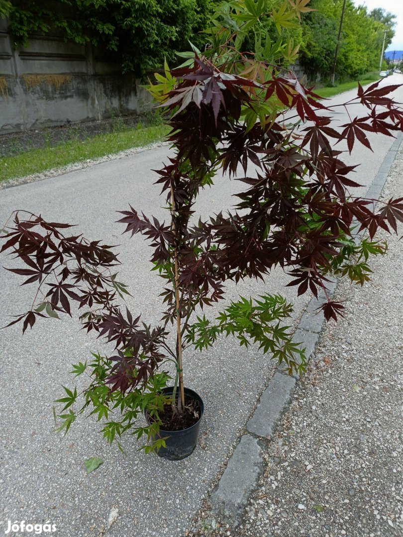 Japán Juhar Acer Palmatum eladó 5000 Ft !