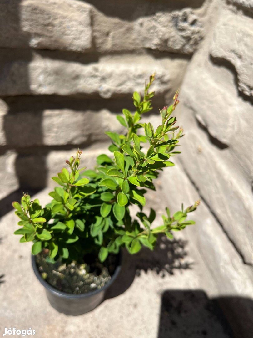 Japán borbolya - Berberis thunbergii 'Pow Wow'