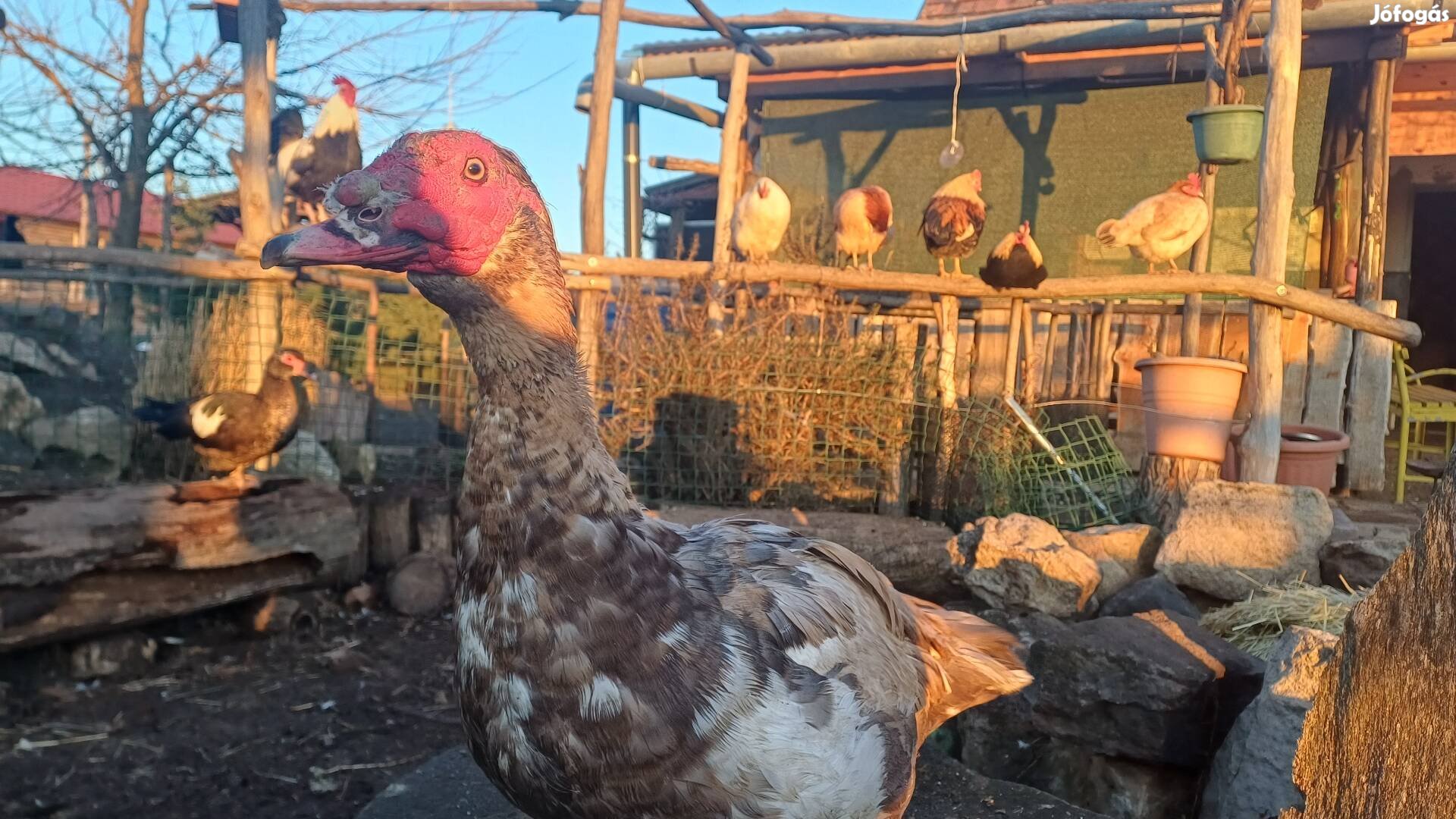 Japán csirke, néma kacsa repülne!8