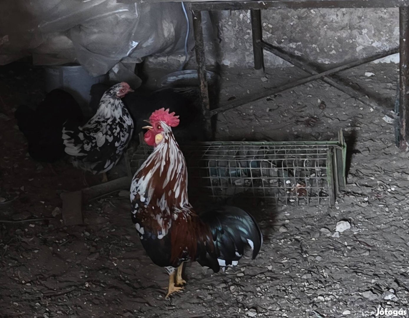 Japán csirkék eladók