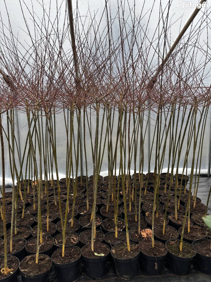 Japán fűz Hakuro Nishiki