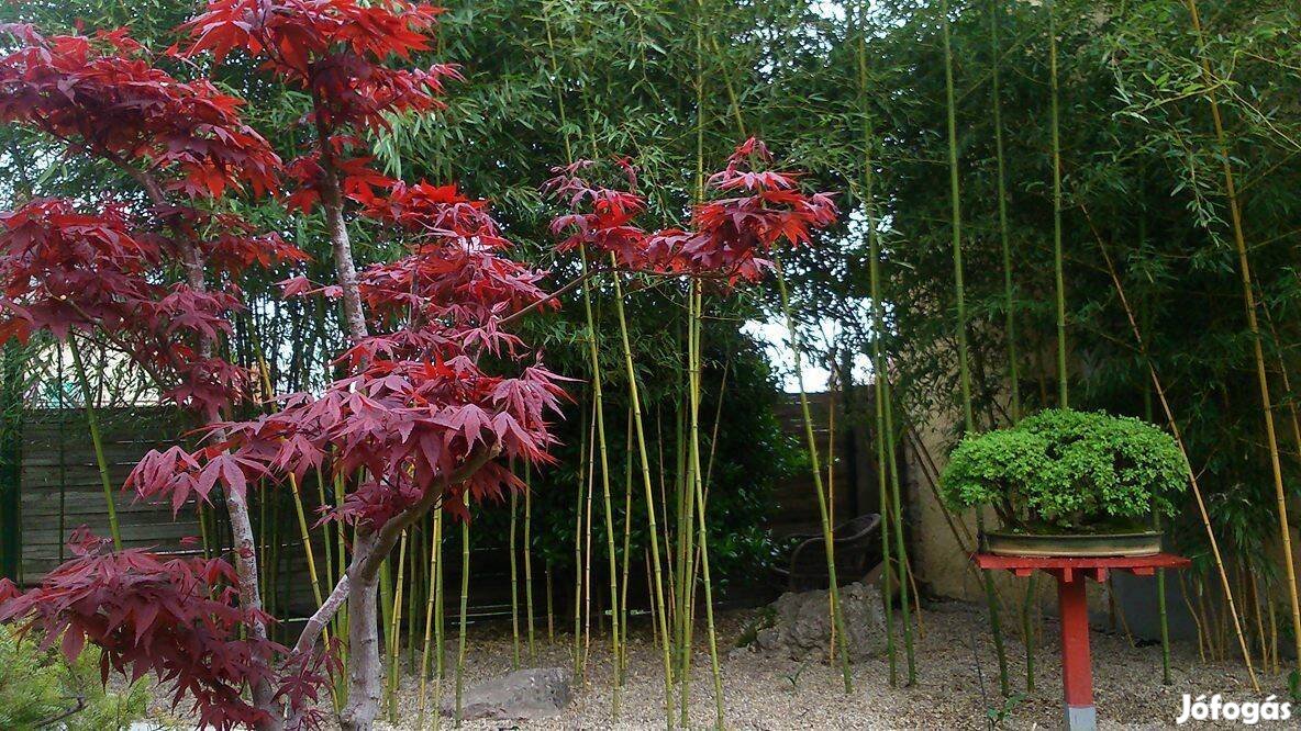 Japán juhar - Acer palmatum