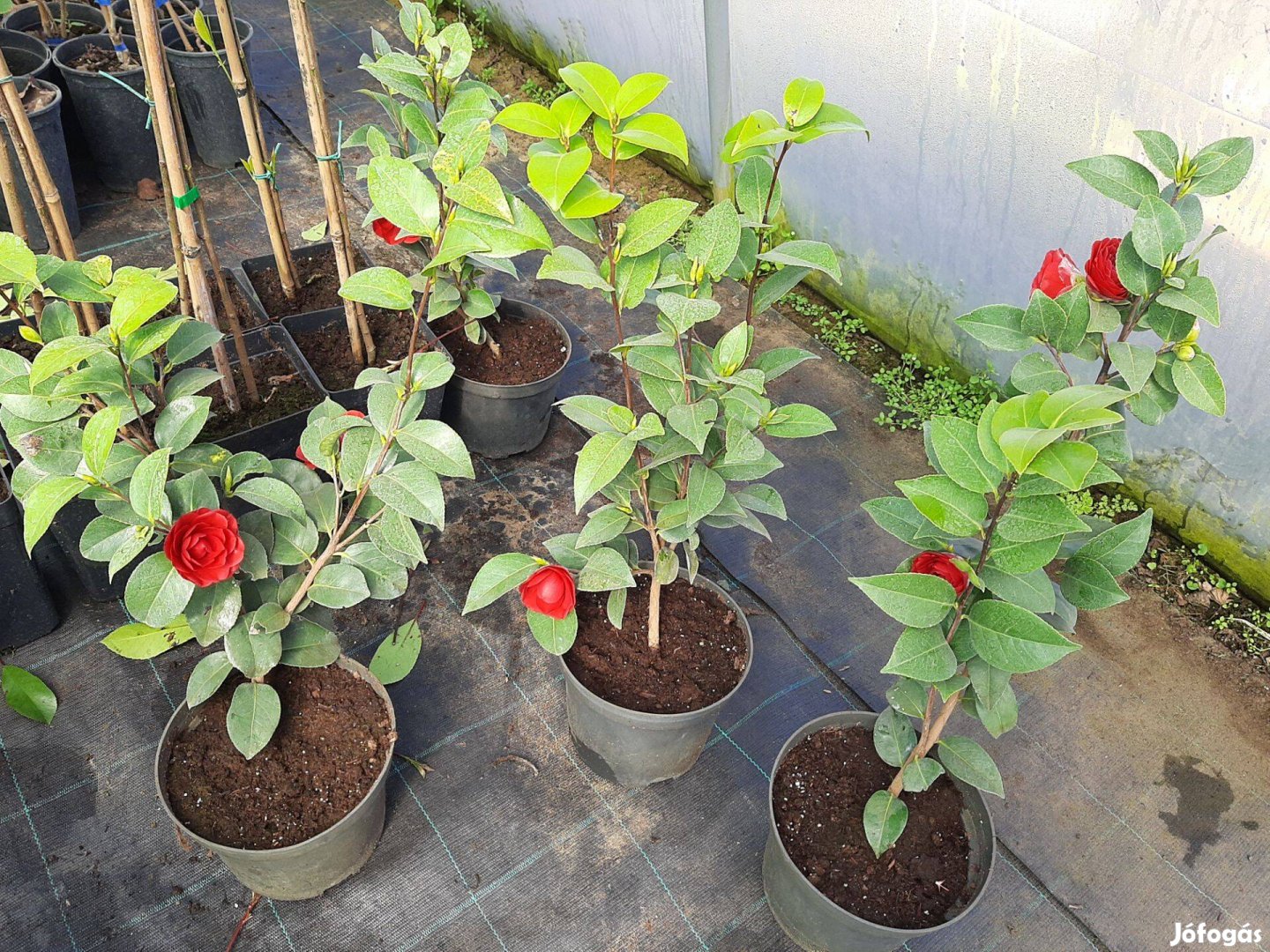 Japán kamélia "Camellia japonica" Piros virágú