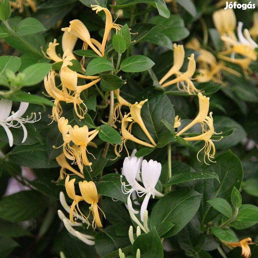 Japán kúszó lonc Lonicera japonica