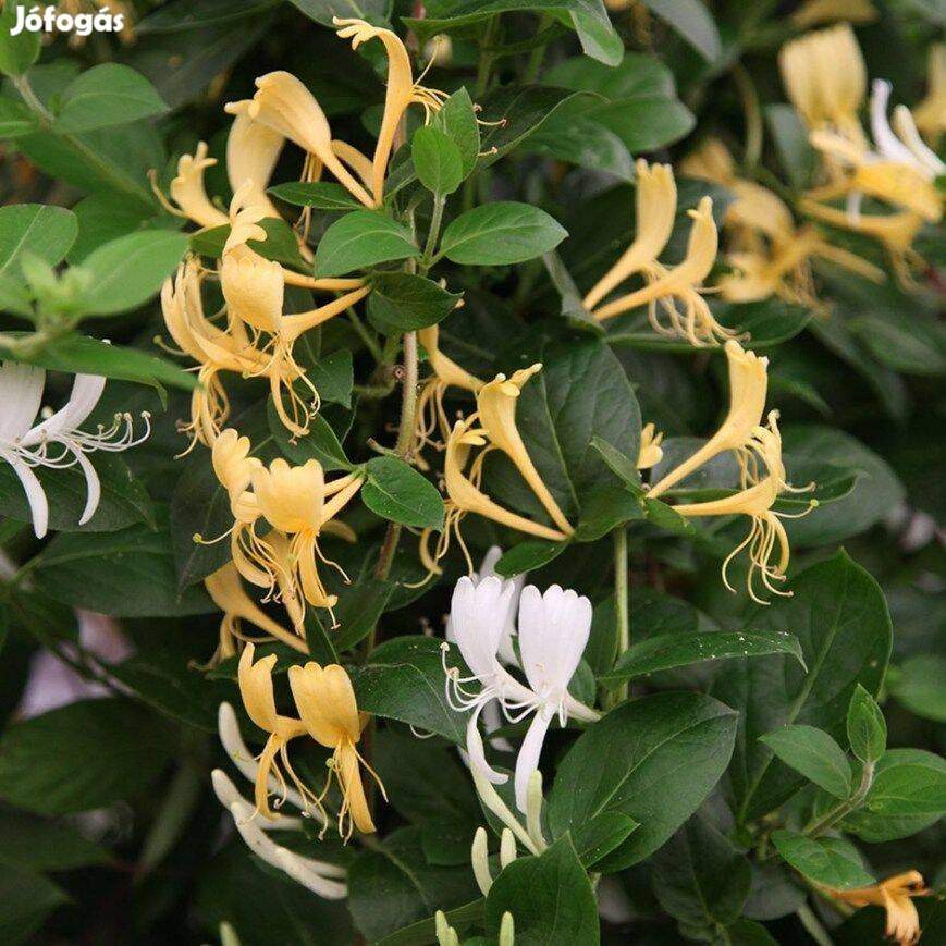 Japán örökzöld lonc Lonicera japonica