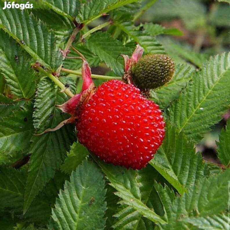 Japán szamócamálna (Rubus Illecebrosus)