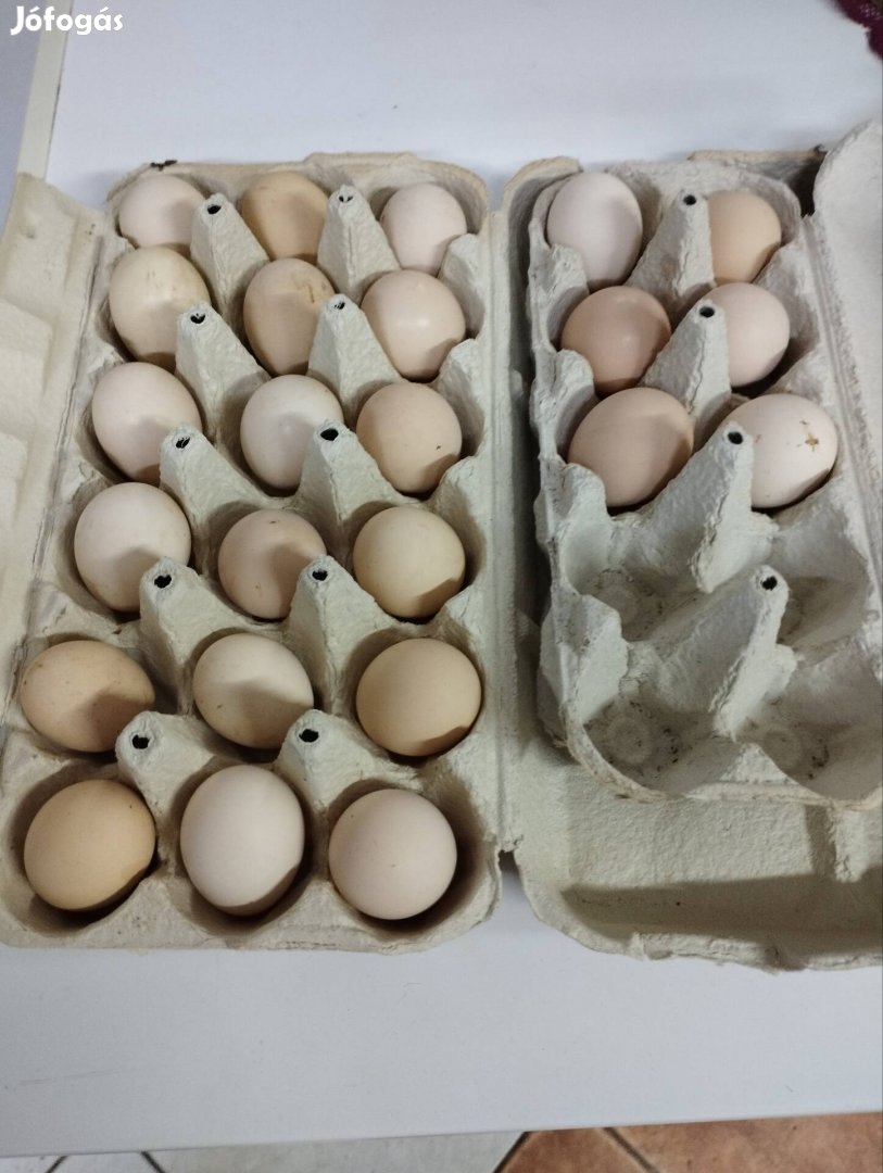Japán tojás eladó