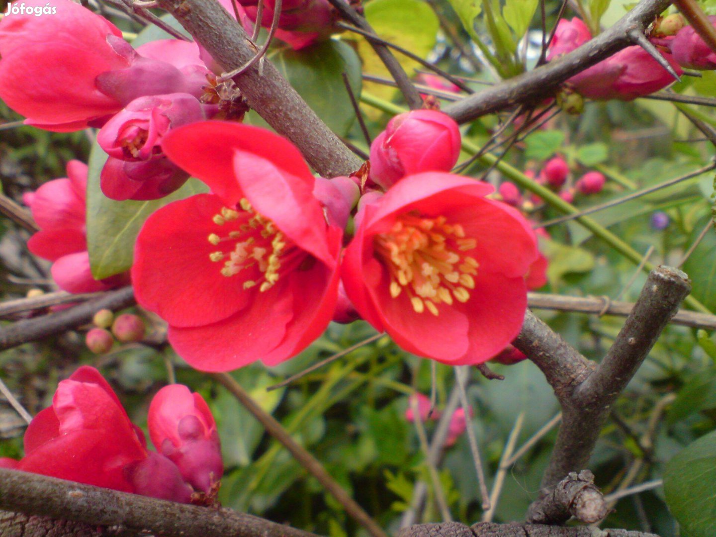 Japánbirs Chaenomales japonica