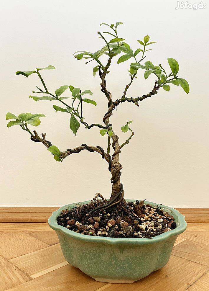 Jasminum humile - Jázmin - bonsai