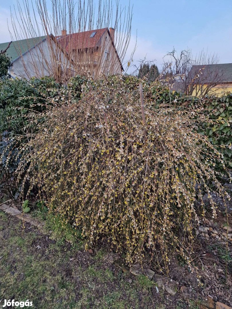 Jasminum nudiflorum (Téli jázmin) gyökeres növények konténerben