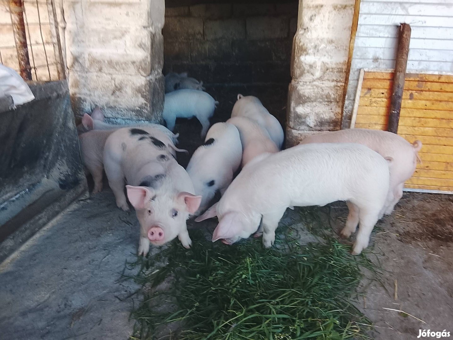Jásztelek eladó jó hús és turcsi malacok eladók