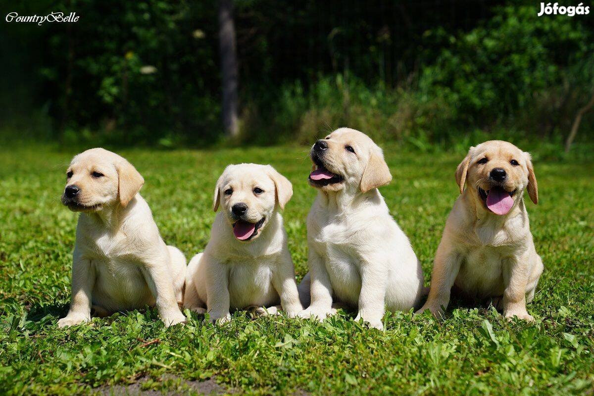 Játékos Labrador kiskutyák