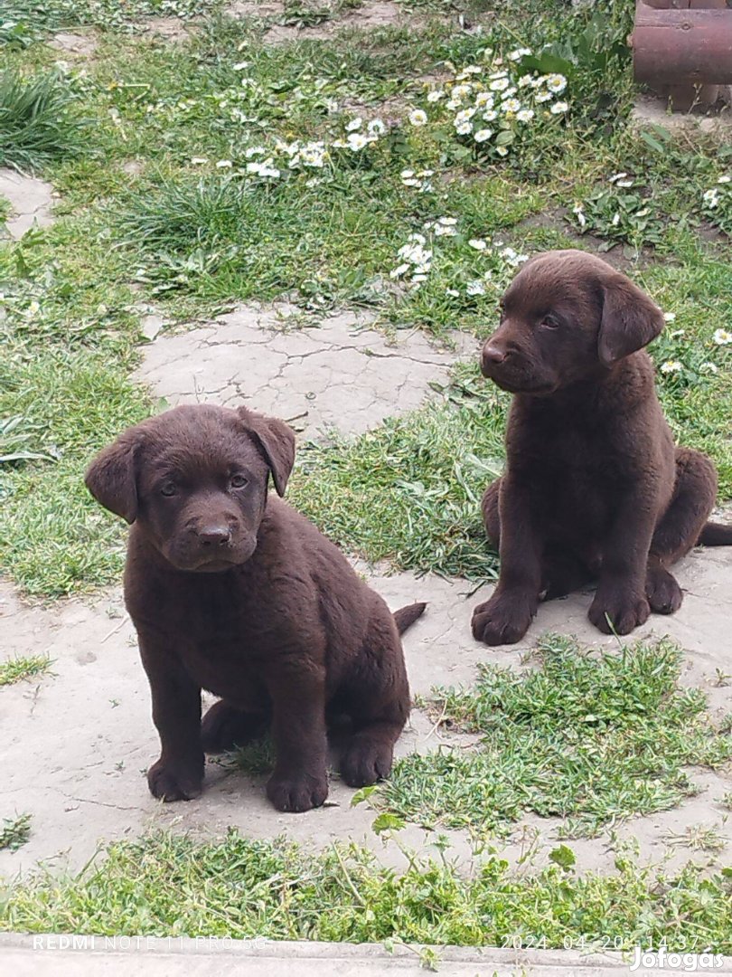 Játékos Labrador kölykök