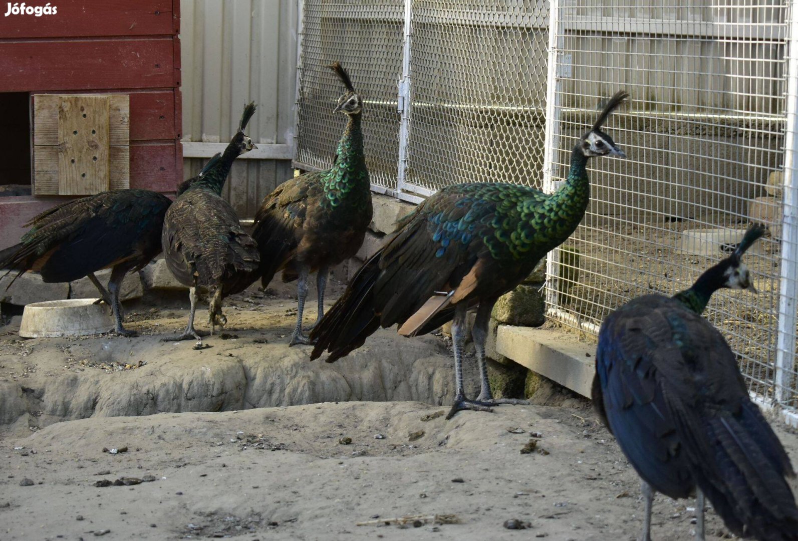 Jávai zöld páva, Pavo muticus eladó