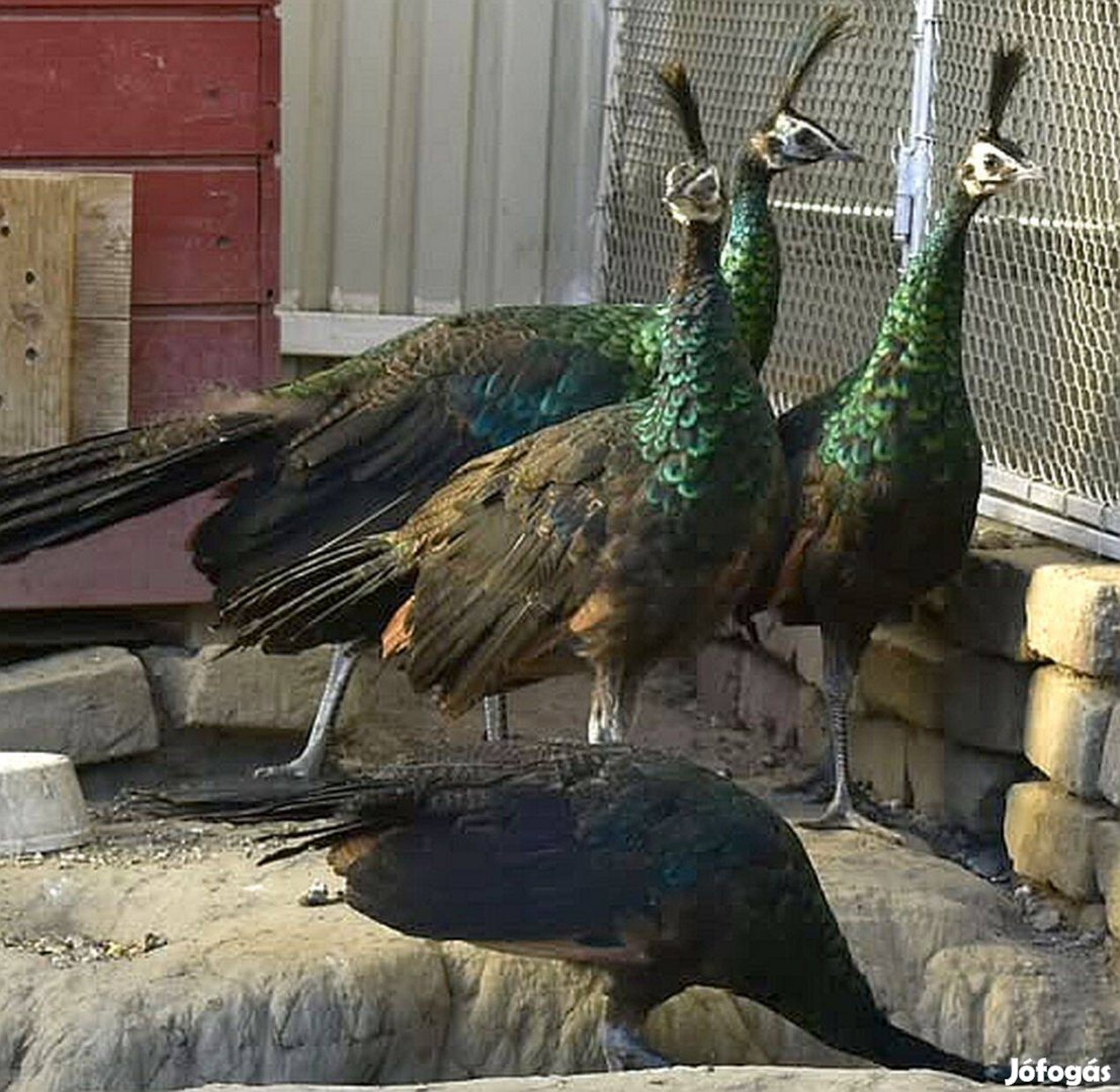 Jávai zöld páva, Pavo muticus eladó