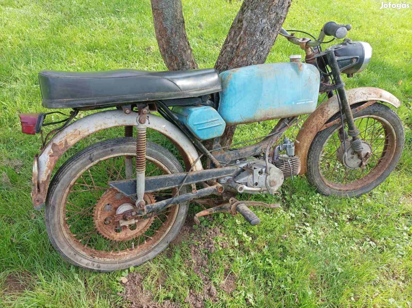 Jawa mustang